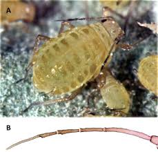 Attēlu rezultāti vaicājumam “Thecabius affinis nymph”