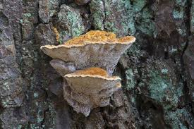 Attēlu rezultāti vaicājumam “Gloeophyllum odoratum”