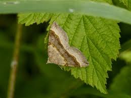 Attēlu rezultāti vaicājumam “Scotopteryx chenopodiata”