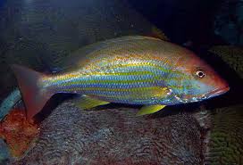 Image result for Lutjanus synagris