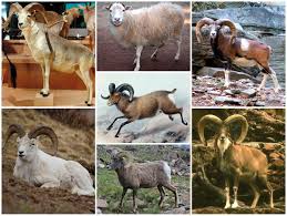 Attēlu rezultāti vaicājumam “Ovis aries”