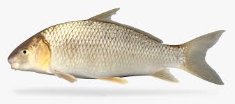 Image result for Carpiodes velifer