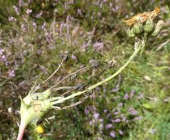 Attēlu rezultāti vaicājumam “Aulacidea hieracii”