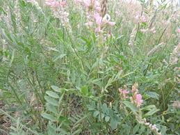 Attēlu rezultāti vaicājumam “Onobrychis arenaria”