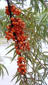 Attēlu rezultāti vaicājumam “Hippophae rhamnoides leaf”