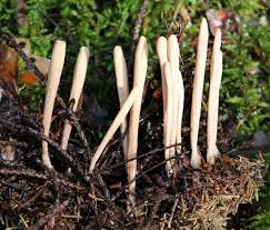 Attēlu rezultāti vaicājumam “Clavariadelphus ligula”