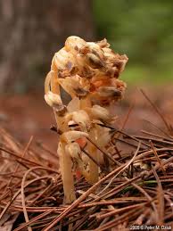Attēlu rezultāti vaicājumam “Monotropa hypopitys”