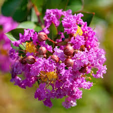 Image result for Lagerstroemia