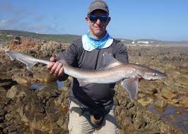 Image result for Mustelus palumbes