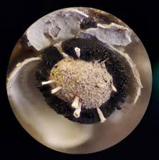 Attēlu rezultāti vaicājumam “Diderma subincarnatum sessile”