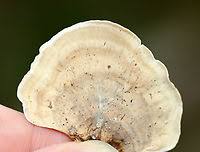 Attēlu rezultāti vaicājumam “Stereum fasciatum”