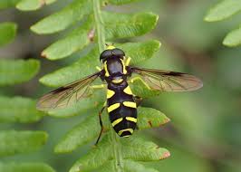 Attēlu rezultāti vaicājumam “Xanthogramma sp.”