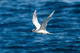 Attēlu rezultāti vaicājumam “Sterna sandvicensis”