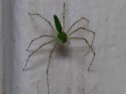 Attēlu rezultāti vaicājumam “Trichia longipalpis macro”