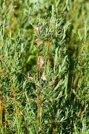 Attēlu rezultāti vaicājumam “Salix repens subsp. rosmarinifolia”