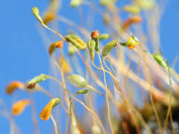 Attēlu rezultāti vaicājumam “Funaria hygrometrica sporophyte”
