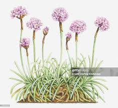 Attēlu rezultāti vaicājumam “Armeria vulgaris leaf”