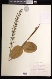 Attēlu rezultāti vaicājumam “Listera ovata bud”