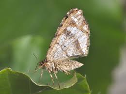 Attēlu rezultāti vaicājumam “Macaria signaria”