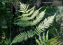 Attēlu rezultāti vaicājumam “Pteridium aquilinum”
