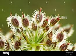 Attēlu rezultāti vaicājumam “Daucus carota subsp. carota fruit”