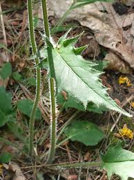 Attēlu rezultāti vaicājumam “Hieracium murorum leaf”