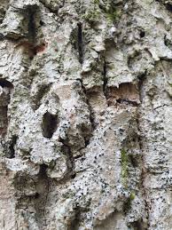 Attēlu rezultāti vaicājumam “Acrocordia gemmata”