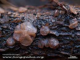 Attēlu rezultāti vaicājumam “Ombrophila violacea”