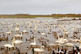 Image result for South Yorkshire Swans