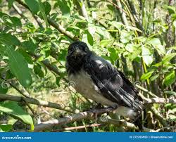 Attēlu rezultāti vaicājumam “Corvus cornix juvenile”