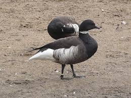 Attēlu rezultāti vaicājumam “Branta bernicla”