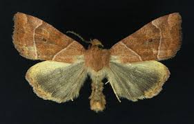 Attēlu rezultāti vaicājumam “Cosmia trapezina”