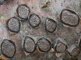 Attēlu rezultāti vaicājumam “Diatrype disciformis”