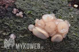 Attēlu rezultāti vaicājumam “Ascotremella faginea”