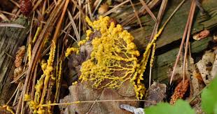Attēlu rezultāti vaicājumam “Enerthenema papillatum spores”