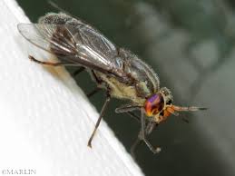 Attēlu rezultāti vaicājumam “Chrysops”