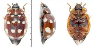 Attēlu rezultāti vaicājumam “Calvia quatuordecimguttata”