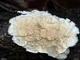 Attēlu rezultāti vaicājumam “Plicatura nivea”