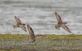 Attēlu rezultāti vaicājumam “Calidris canutus”