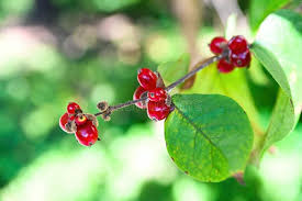 Attēlu rezultāti vaicājumam “Lonicera xylosteum fruit”