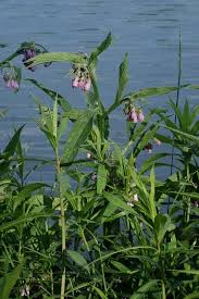 Attēlu rezultāti vaicājumam “Symphytum officinale”