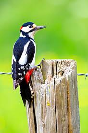 Attēlu rezultāti vaicājumam “Dendrocopos minor”