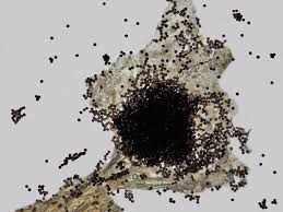 Attēlu rezultāti vaicājumam “Physarum bryomacrocarpum spores”