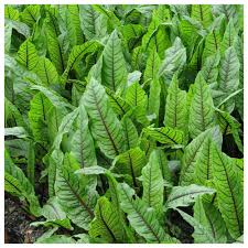 Image result for Rumex sanguineum