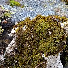 Attēlu rezultāti vaicājumam “Schistidium dupretii”