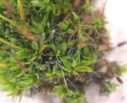 Attēlu rezultāti vaicājumam “Tortula truncata sporophyte”