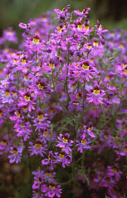 Image result for Schizanthus