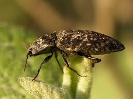 Attēlu rezultāti vaicājumam “Agrypnus murinus”