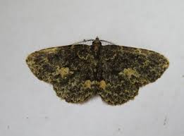 Attēlu rezultāti vaicājumam “Parascotia fuliginaria”