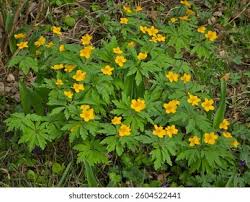Attēlu rezultāti vaicājumam “Anemone ranunculoides flower”